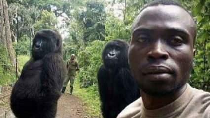 Bu selfie ile meşhur olan goril, bakıcısının kollarında can verdi