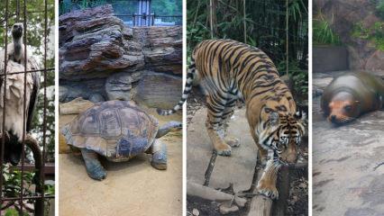 Japonya'nın en eski hayvanat bahçesi: Ueno