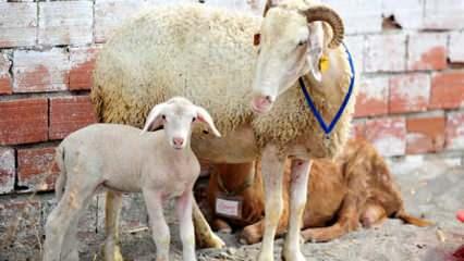 Manavgat'taki yangından kurtarılan koyun, Bursa'da doğum yaptı