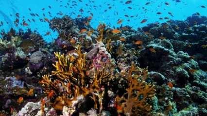 Mercan resifinin yüzde 14'ü 10 yılda yok oldu