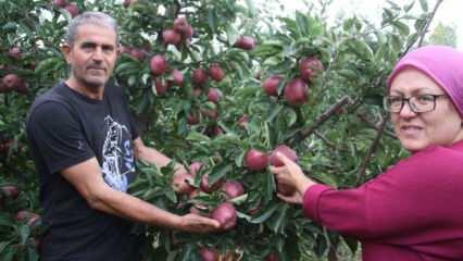 Emekli astsubay hobi bahçesi kurdu! Organik elma yetiştiriyor