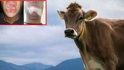 Aşı yapılan inek, veterinerin çenesini kırdı!