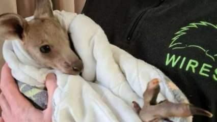 Avustralya'da 2'si yavru 14 kanguru öldürüldü