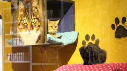 Bitlis’te bu pansiyonun sakinleri kediler 