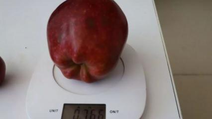 Isparta'daki bir bahçede yarım kilodan ağır bir elma yetişti