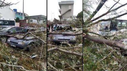 Kocaeli’de şiddetli rüzgar ağaçları devirdi, araçlarda hasar oluştu