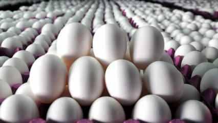 Tavuk yumurtası üretimi yüzde 0,8 arttı