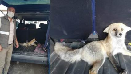 Van’da yaralı tilkiye vatandaş sahip çıktı