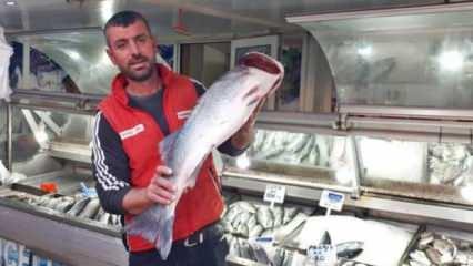 Gelibolulu balıkçı 7 kilogramlık levrek avladı