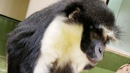 Koruma altındaki "dünyanın en yaşlı Diana maymunu" öldü