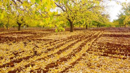 Malatya'da 'kayısılı' sonbahar
