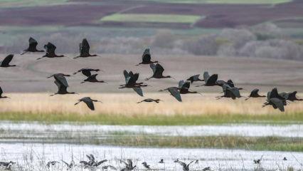 Sivas'ın tarihi kuş cenneti: Hafik Gölü