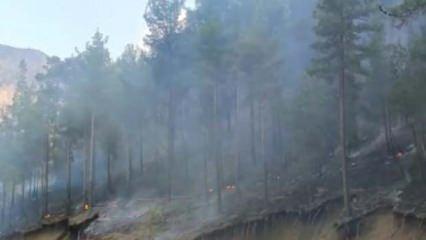 Adana'da çıkan orman yangını kontrol altında
