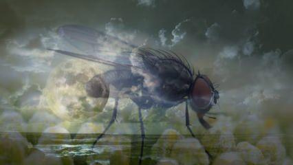 Rüyaya kara sinek görmek ne demek? Rüyada kara sinek kovalamak ne anlama gelir?