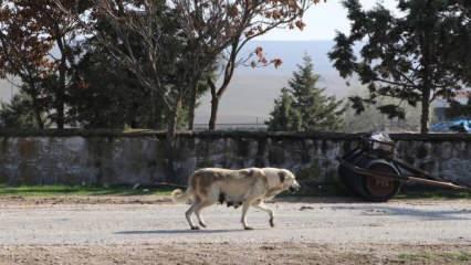 Son dakika: Eskişehir'de alarm! 18 köpek itlaf edildi,mahalle karantinaya alındı