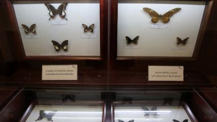 Tahran'da ilginç bir müze: 60 ülkeden 3 binden fazla böcek türü yer alıyor