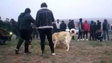 Kırıkkale'de köpek dövüşü operasyonuna suçüstü