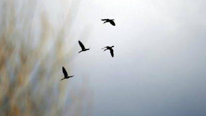 Godwit kuşu 13 bin kilometre ile kendi rekorunu kırdı