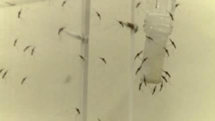Kaplan sivrisineği Fransa'nın güneyini istila etti