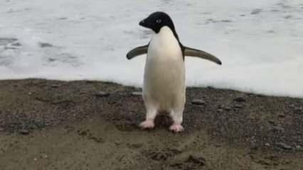Penguen yolunu şaşırdı, Antarktika'dan Yeni Zelanda'ya ulaştı