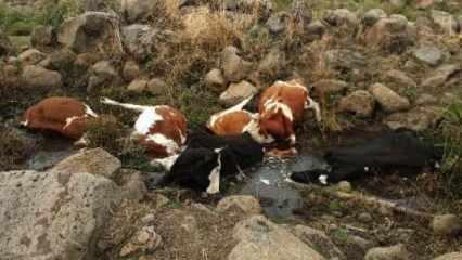 Su içerken kablo düşmesiyle akıma kapılan 7 inek öldü