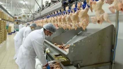 Tavuk eti &uuml;retimi arttı