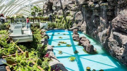 Ara tatilde çocuklar için eğlenceli adres: Tropikal Kelebek Bahçesi