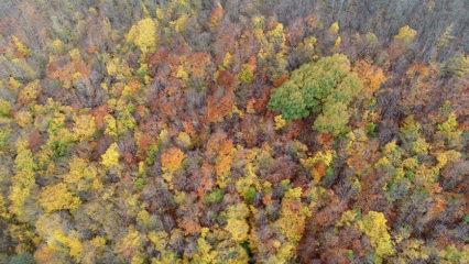 Kırklareli'nin Istranca ormanlarında rengarenk sonbahar