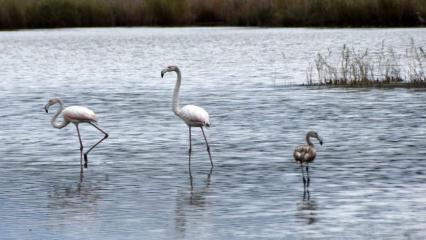 Flamingoların yeni adresi Noel Baba Kuş Cenneti
