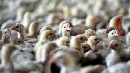 İsrail’de kuş gribi paniği : 18 bin 700 tavukta daha  tespit edildi