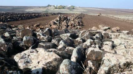 Diyarbakır'da lavların üzerini kapattığı topraklar yeniden tarıma kazandırılıyor