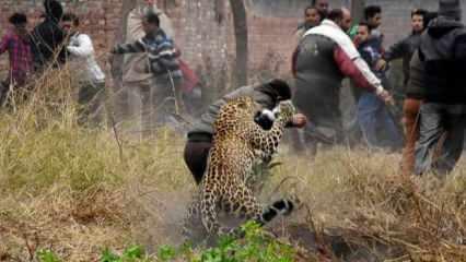 Hindistan'da bir anne, oğlunu leoparın pençelerinden kurtardı