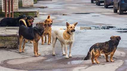Malatya’da işe giden kadına köpekler saldırdı