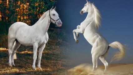 Rüyada beyaz ata binmek ne demek? Rüyada beyaz at öldürmek iyiye mi kötüye mi işaret?