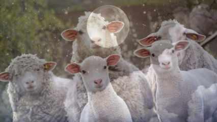 Rüyada koyun görmek hayırlı mıdır? Rüyada beyaz koyun sürüsü görmek neye işaret eder?