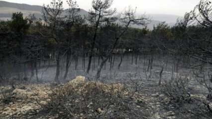 Sakarya'daki örtü yangınında 10 dekar alan zarar gördü
