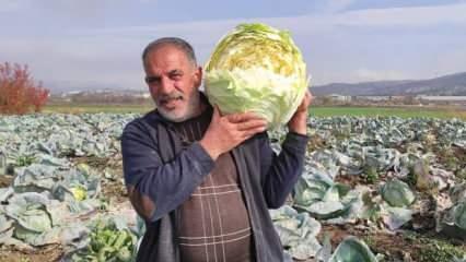 Ürettiği 50 kilogramlık lahanaları Ukrayna ve Belçika'dan alıcı buluyor
