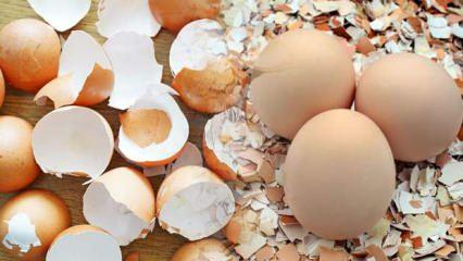 Yumurta kabuğunun faydaları nelerdir? Yumurta kabuğu tozu nasıl kullanılır?