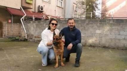 Çalınan köpekleri "Madam"ı buldular, baba tutuklandı, oğlu serbest