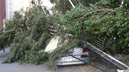 İskenderun'da kuvvetli rüzgar; ağaçlar devrildi