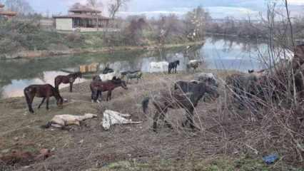 Sakarya nehri kenarındaki 40 atı kasapların elinden jandarma kurtardı