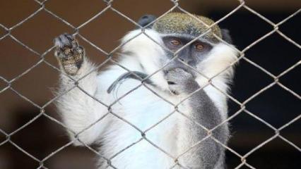 Maymunların akılalmaz intikamı: 250 köpeği öldürdüler