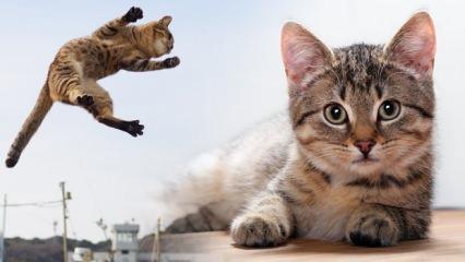Rüyada kedi saldırısına uğramak ne demektir? Rüyada üstüne kedi atladığını görmek...