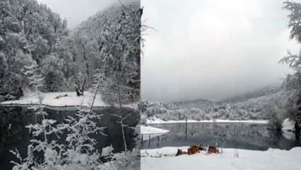 Bolu&rsquo;da doğa y&uuml;r&uuml;y&uuml;ş&uuml; yapan adamın &uuml;zerine ağa&ccedil; d&uuml;şt&uuml;, yaşamını yitirdi