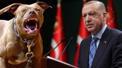 Gaziantep'teki pitbull dehşeti sonrası Erdoğan'dan talimat! Doktordan açıklama