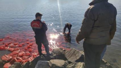 İzmir'de kaçakçılık operasyonu: 2 ton canlı midye denize bırakıldı!