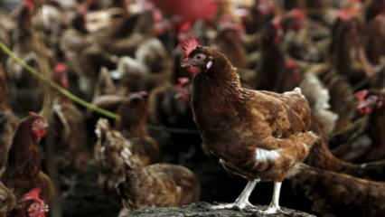 Kuzey İrlanda'da kuş gribi alarmı: 28 bin hayvan itlaf edildi