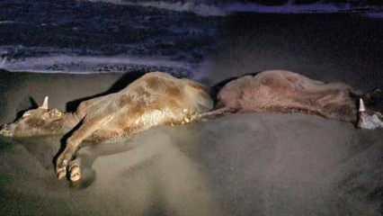 Zonguldak’ta sahile ölü inek vurdu