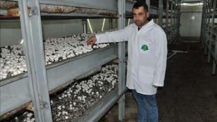 Nevşehir'de devlet desteğiyle kurdu! Günde 1 ton mantar üretiyor