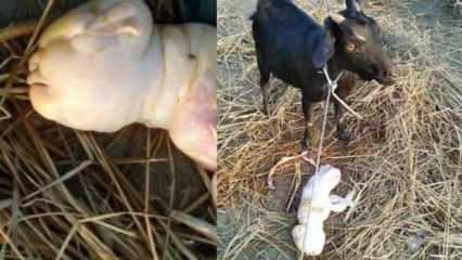 Hindistan'da 'insan yüzlü' keçi dünyaya geldi